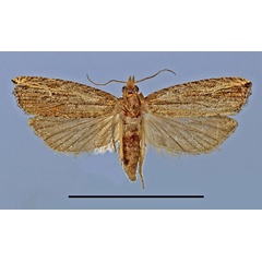 /filer/webapps/moths/media/images/A/alcyone_Bactra_HT_MRSN.jpg