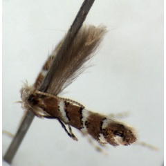 /filer/webapps/moths/media/images/D/dombeyae_Phyllonorycter_HT_RMCA.jpg