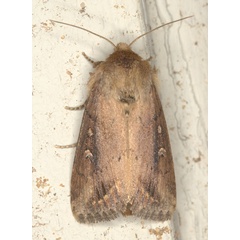 /filer/webapps/moths/media/images/F/fusca_Busseola_A_Heynsb.jpg