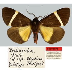 /filer/webapps/moths/media/images/C/celsicola_Fodinoidea_HT_MNHN.jpg