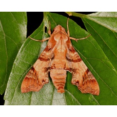 /filer/webapps/moths/media/images/P/pylas_Temnora_A_Heyns_05.jpg