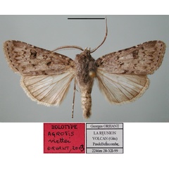 /filer/webapps/moths/media/images/V/viettei_Agrotis_HT_MNHN.jpg