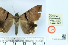 Achaea antemedialis