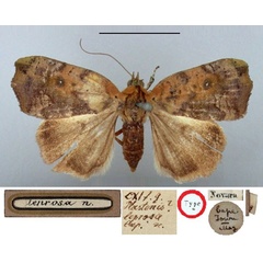 /filer/webapps/moths/media/images/L/leprosa_Plastenis_HT_BMNH.jpg