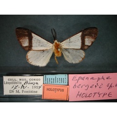/filer/webapps/moths/media/images/B/bergeri_Epanaphe_HT_RMCA_01.jpg