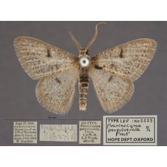 /filer/webapps/moths/media/images/P/perpulverata_Prasinocyma_PT_OUMNHa_02.jpg