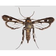 /filer/webapps/moths/media/images/N/nigrans_Crinipus_HT_SMNSa.jpg