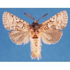 /filer/webapps/moths/media/images/I/iridescens_Arbelodes_AM_TMSA_DAUIb1S.jpg