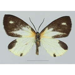 /filer/webapps/moths/media/images/T/tanyeces_Terina_AF_Basquina.jpg