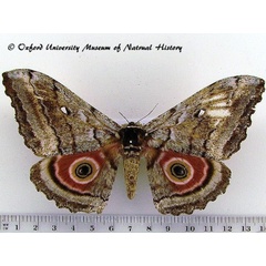 /filer/webapps/moths/media/images/T/thiryi_Gynanisa_AF_OUMNH_03.jpg