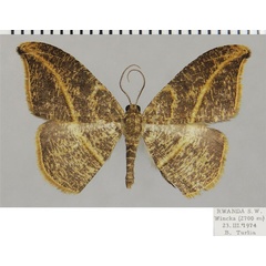 /filer/webapps/moths/media/images/T/thyestes_Milocera_AM_ZSM.jpg