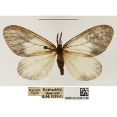 /filer/webapps/moths/media/images/P/pygmaea_Staphylinochrous_AM_NHMUK_02.jpg