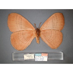 /filer/webapps/moths/media/images/P/pujoli_Jana_HT_RMCA_02.jpg