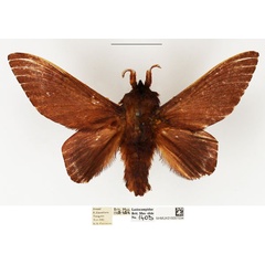 /filer/webapps/moths/media/images/R/rubra_Pachytrina_AM_NHMUK_03.jpg