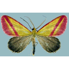 /filer/webapps/moths/media/images/S/satura_Rhodometra_AM_ZSM.jpg