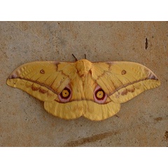 /filer/webapps/moths/media/images/W/wahlbergina_Gonimbrasia_A_Hancock.jpg