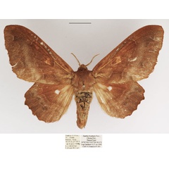 /filer/webapps/moths/media/images/K/knoblauchii_Mimopacha_AF_TMSA.jpg