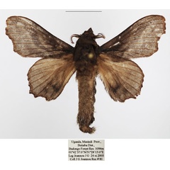 /filer/webapps/moths/media/images/N/nigricans_Odontogama_AM_TMSA.jpg