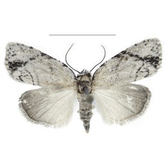 /filer/webapps/moths/media/images/N/nitidipicta_Ezishnola_PTF_ANHRT_02.jpg