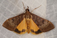 Uresiphita gilvata
