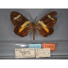 /filer/webapps/moths/media/images/S/syndroma_Pitthea_HT_RMCA_01.jpg