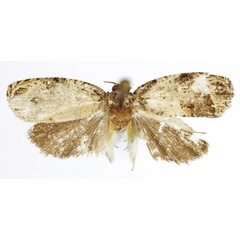 /filer/webapps/moths/media/images/Y/yuhana_Gnathodracon_HT_RMCA.jpg