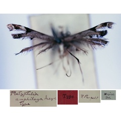 /filer/webapps/moths/media/images/A/amphiloga_Platyptilia_HT_SAMC.jpg