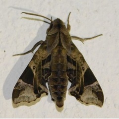 /filer/webapps/moths/media/images/P/plagiata_Temnora_A_Grobler_01.JPG