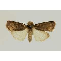 /filer/webapps/moths/media/images/I/invertita_Amazonides_AT_RMCA_03.jpg