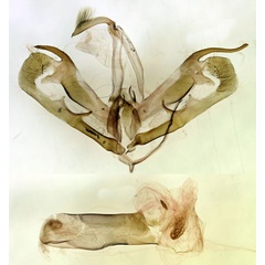 /filer/webapps/moths/media/images/T/trista_Marcipa_GMHT_BMNH_7767.jpg