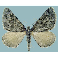 /filer/webapps/moths/media/images/A/africana_Perizoma_AM_ZSMa.jpg