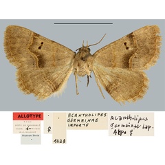 /filer/webapps/moths/media/images/G/germainae_Acantholipes_AT_MNHN.jpg