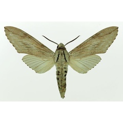 /filer/webapps/moths/media/images/F/favillacea_Pantophaea_AM_Basquin_02.jpg