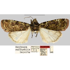 /filer/webapps/moths/media/images/S/suffusalis_Mentaxya_AT_MNHN.jpg