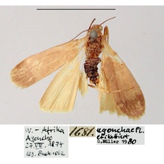 /filer/webapps/moths/media/images/A/agonchae_Lithosia_HT_MfN.jpg