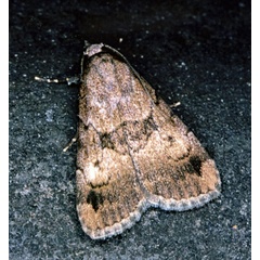 /filer/webapps/moths/media/images/B/bibrachiata_Crypsotidia_A_Roland_01.jpg