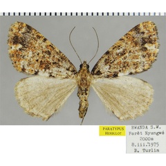 /filer/webapps/moths/media/images/T/turlini_Xylopteryx_PTF_ZSM.jpg