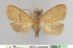 Halseyia orbata