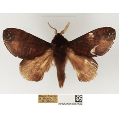 /filer/webapps/moths/media/images/A/aerea_Sunnepha_AM_NHMUK_01.jpg