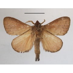 /filer/webapps/moths/media/images/O/oligolepis_Bombycopsis_AM_MGCLb_01.JPG