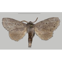 /filer/webapps/moths/media/images/T/thorogood_Eudoumbia_PTF_USTTB.jpg
