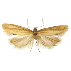 /filer/webapps/moths/media/images/P/passaleuta_Epichoristodes_AM_RMCA.jpg