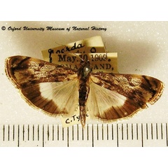 /filer/webapps/moths/media/images/B/blitealis_Noorda_A_OUMNH_02.jpg