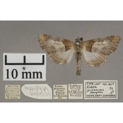 /filer/webapps/moths/media/images/G/grisescens_Eutelia_PTM_OUMHa_02.jpg