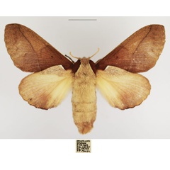 /filer/webapps/moths/media/images/A/aculeata_Stoermeriana_AF_TMSA_02.jpg