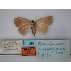 /filer/webapps/moths/media/images/C/crassisquama_Bonaberiana_AT_RMCA_02.jpg