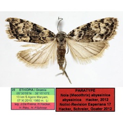 /filer/webapps/moths/media/images/A/abyssinica_Nola_PTF_Aulombard_01.jpg