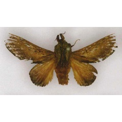 /filer/webapps/moths/media/images/M/marshalli_Pachypasa_LT_SNHM_GO8l4kH.jpg