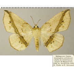 /filer/webapps/moths/media/images/S/swinhoei_Psilocerea_AF_ZSM_02.jpg