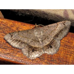 /filer/webapps/moths/media/images/S/streniata_Chiasmia_A_Braun.jpg